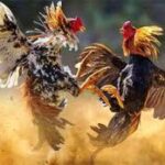 TORPEDO4D : SITUS HIBURAN SABUNG AYAM RESMI MUDAH MENANG