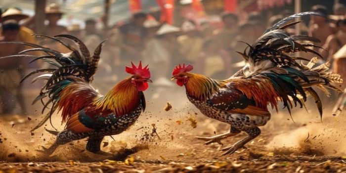 PWK4D : SITUS LIVE SABUNG AYAM RESMI ARENA FILIPINA TERPOPULER
