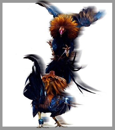 Sabung Ayam Online : Alternatif Bertaruh Asyik dan Mendebarkan