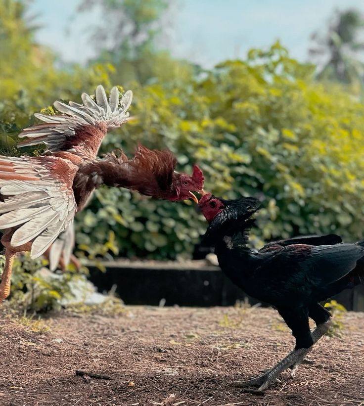 UGMJP : LINK SITUS HIBURAN BERTARUH SABUNG AYAM ONLINE BEBAS BLOKIR
