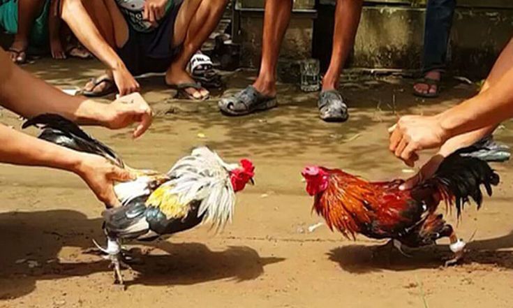 Garwa4D Arena Sabung Ayam Digital: Teknik Bertaruh Cerdas, Analisis Pertarungan, dan Strategi Menang Stabil