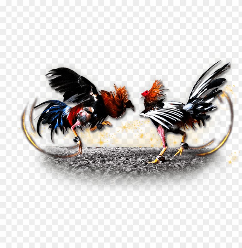 Indovegas99 Sabung Ayam Online: Pertarungan Virtual Real-Time dengan Hadiah Fantastis